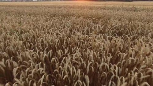 Wheat