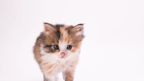 Nettes kleines flauschiges Kätzchen von rot weiß schwarz schaut in die Kamera und geht