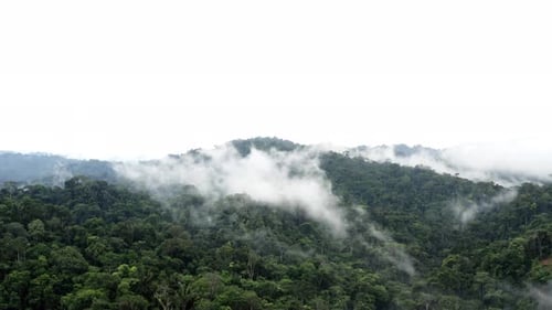 Vista aérea de uma floresta tropical na Amazônia coberta por camadas de neblina