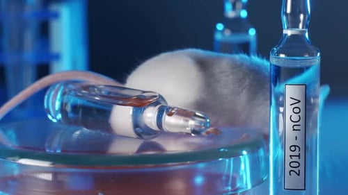 White Mouse in a Medical Research Laboratory