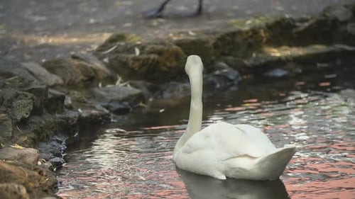 Graceful Swan Swimming Peacefully in a Pond