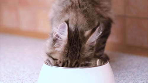 Maine Coon Cat Eating