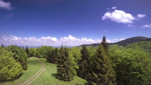Vue panoramique aérienne d'une forêt verte