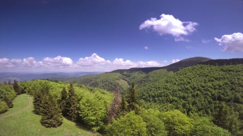 Aerial Scenic View of a Green Forest
