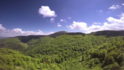 Green Forest