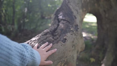 Close Up Woman Hand's That Touching on Tree Trunk in the Forest