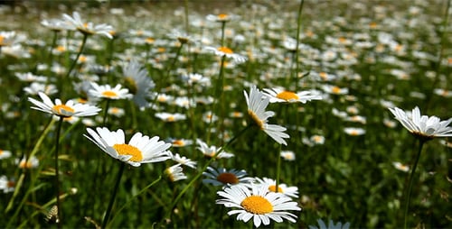 Camomile Flowers