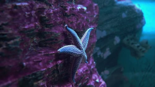 Seestern (Asterias Forbesii)
