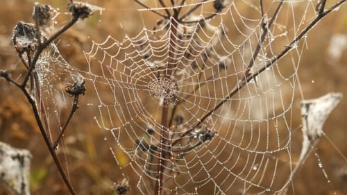 Der Spinnennetz-Hintergrund