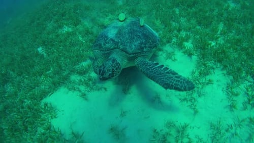 Turtle Swimming in Blue Water