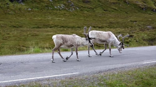 Reindeer