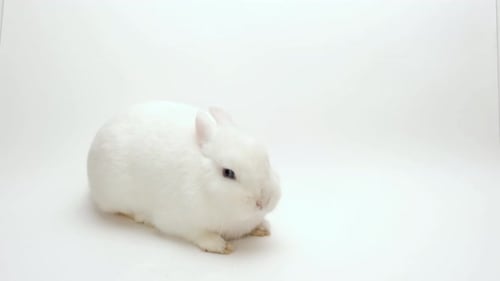 Close Up of a Cute White Rabbit