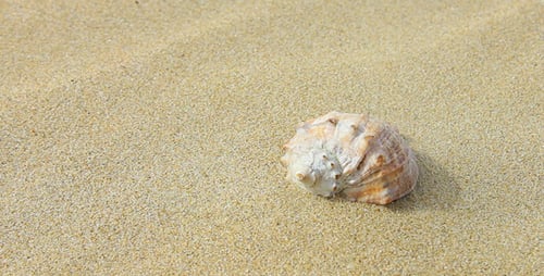 Seashell Resting Peacefully on Sandy Beach
