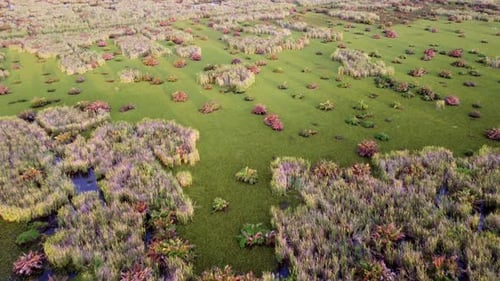 Aerial view sunshine over wetland