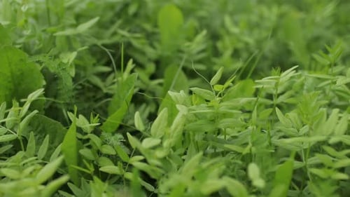 Fresh Green Grass Close Up