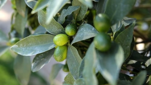 Fortunella Japonica (Cumquat). Natürlicher Hintergrund mit Cumquat-Früchten im Laub.