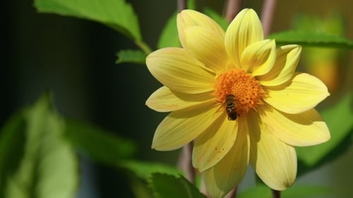 Fly On Dahlia Flower