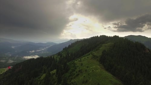 Aerial Dramatic Pine Trees Forest On The Hills