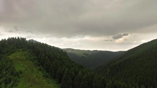 Aerial Dramatic Pine Trees Forest On The Hills