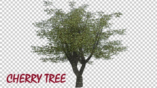 Kirschbaum