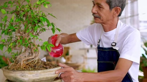 Mature Man Tending Bonsai Plant, Indoor Hobby