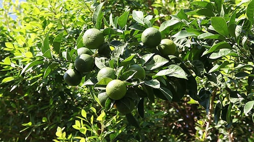 Green And Yellow Oranges On The Tree