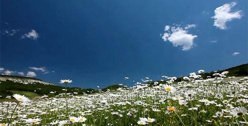 Valley With Camomile Flowers