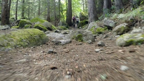 Survival in the Wilderness 3