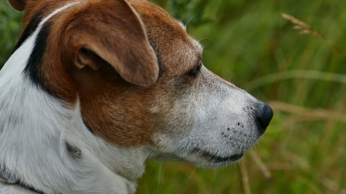 Dog Profile Close-Up in Grassy Outdoor Setting