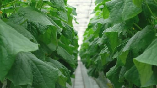 Green Cucumber Plants Growing Inside Greenhouse