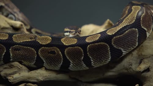 Python royal ou Python Regius sur chicot en bois sur fond noir. Gros plan