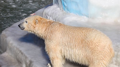 Polar Bear