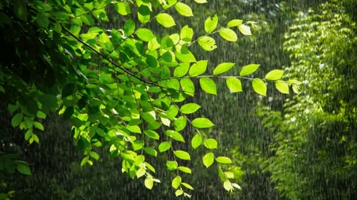 Green Spring Tree In Rainy Weather