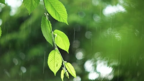 Grüne Blätter bei Regenwetter