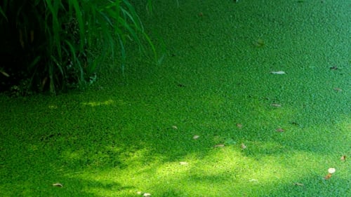 Green Bog Texture