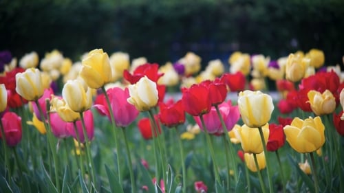 Spring Flowers Tulips