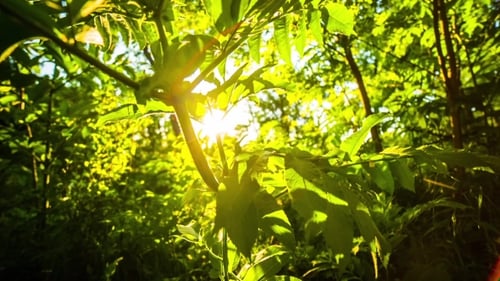 Lush Green Forest Sunlight on Foliage