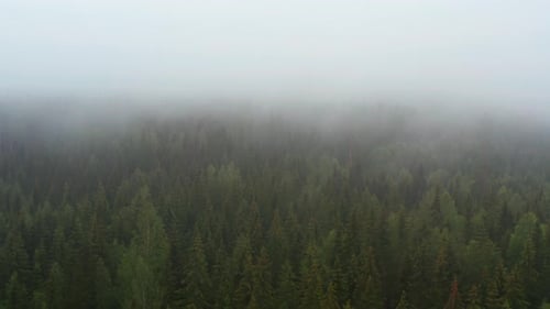 Pull Away Shot of Forest in Norway Revealing a View with Lush Green Trees