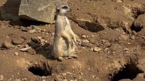Alert Meerkat Standing Up in Sunny Environment