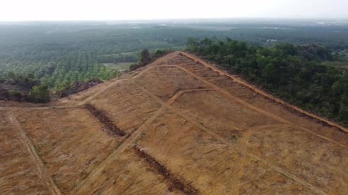 Land clearing for plantation