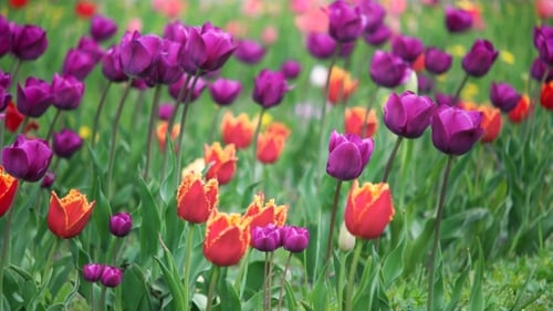 Field Of Spring Flowers
