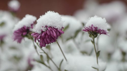 Winter Is Coming 2