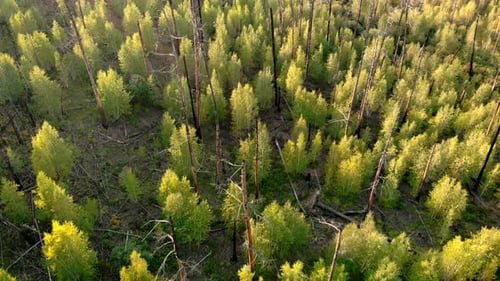 Camera Flying Over Trees Growing at the Site of Forest Fire, Burnt Tree Trunks