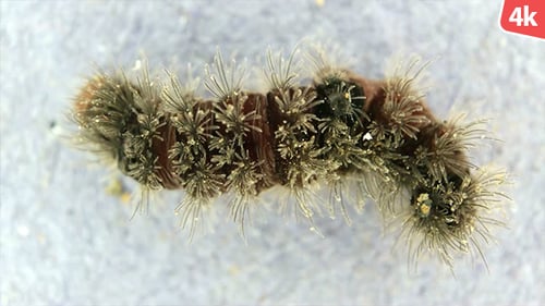 Living Caterpillar 650