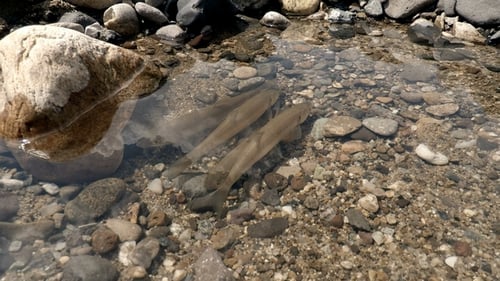 Fische