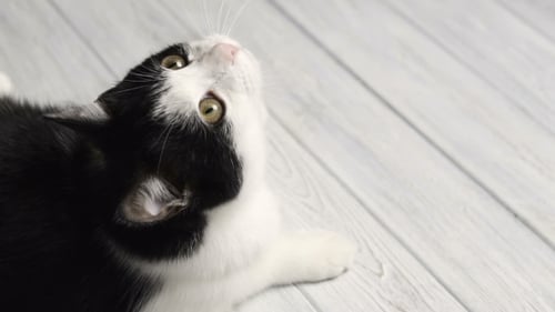 Black and White Cat Lying on White Table