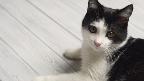Black And White Cat Lying On White Table