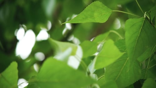 Green Tree Leaves Blowing in Breeze Close Up