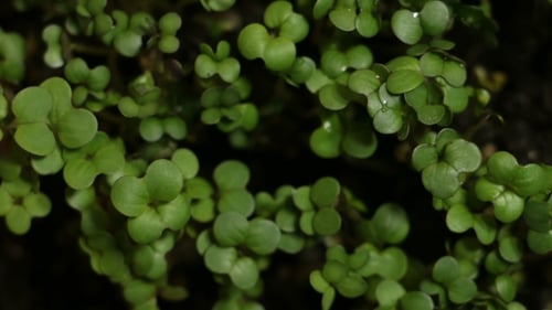 Growing Green Plants Agriculture