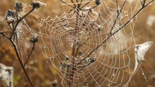 Der Spinnennetz-Hintergrund